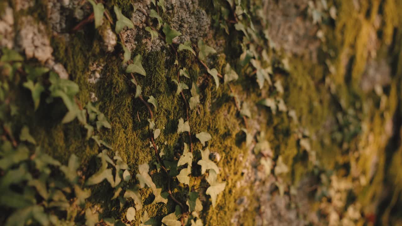 Vista ravvicinata di edera e muschio che crescono su un muro storico in pietra a Guimarães, Portogallo