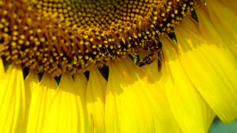 un primer plano de una abeja polinizando el girasol en verano.