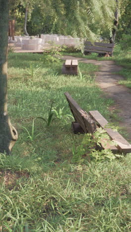 peaceful park scene with wooden benches