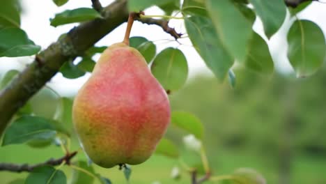ripening pear hanging on a tree branch surrounded by lush green leaves, showcasing its vibrant colors and natural beauty in an agricultural landscape
