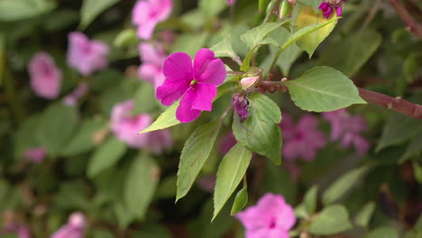 pink impatiens flowers in bloom