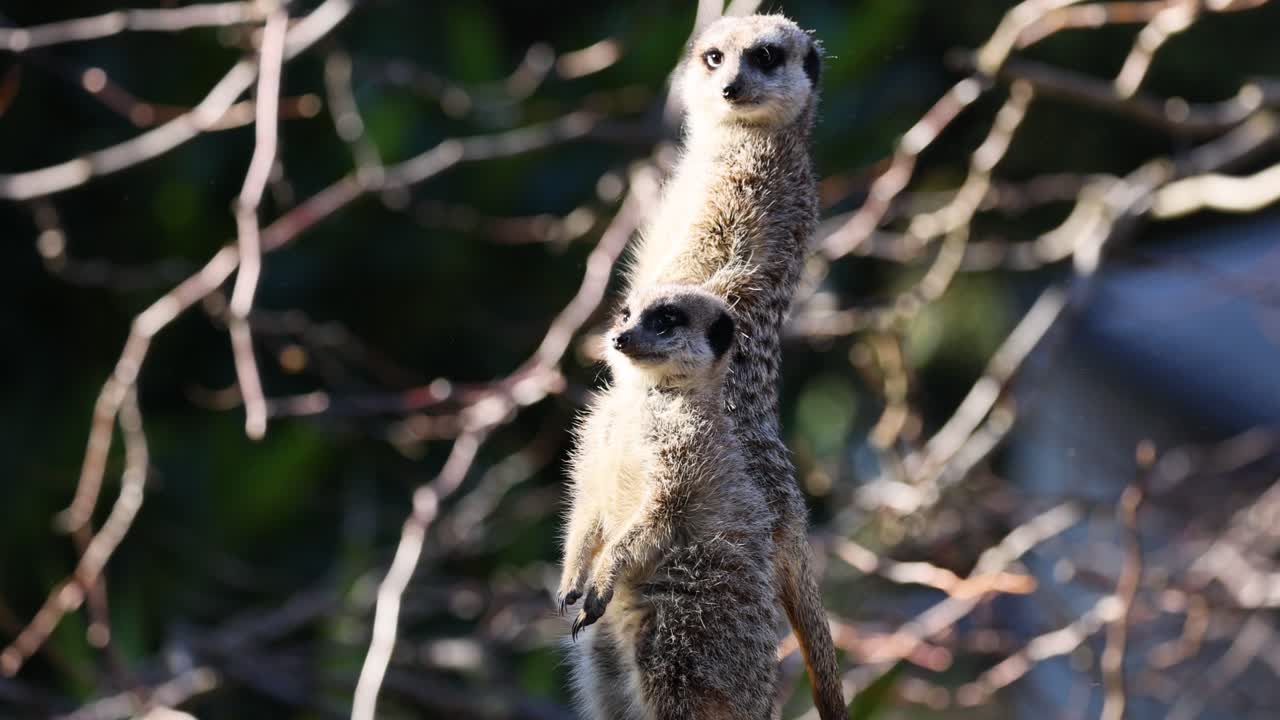 dos suricatas en alerta y observando el entorno