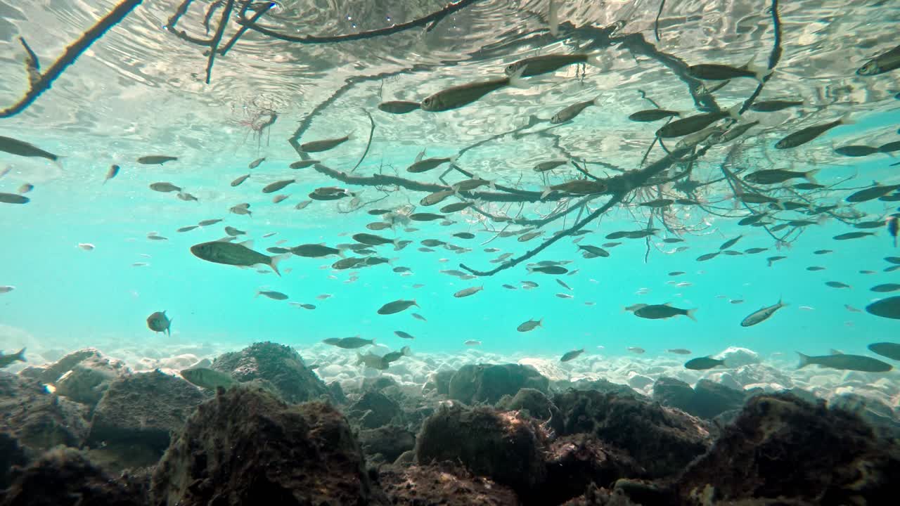 매우 맑고 투명한 얕은 물에서 헤엄치는 물고기