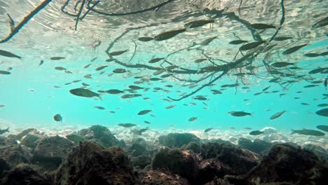 fish swimming in very clear and transparent shallow water