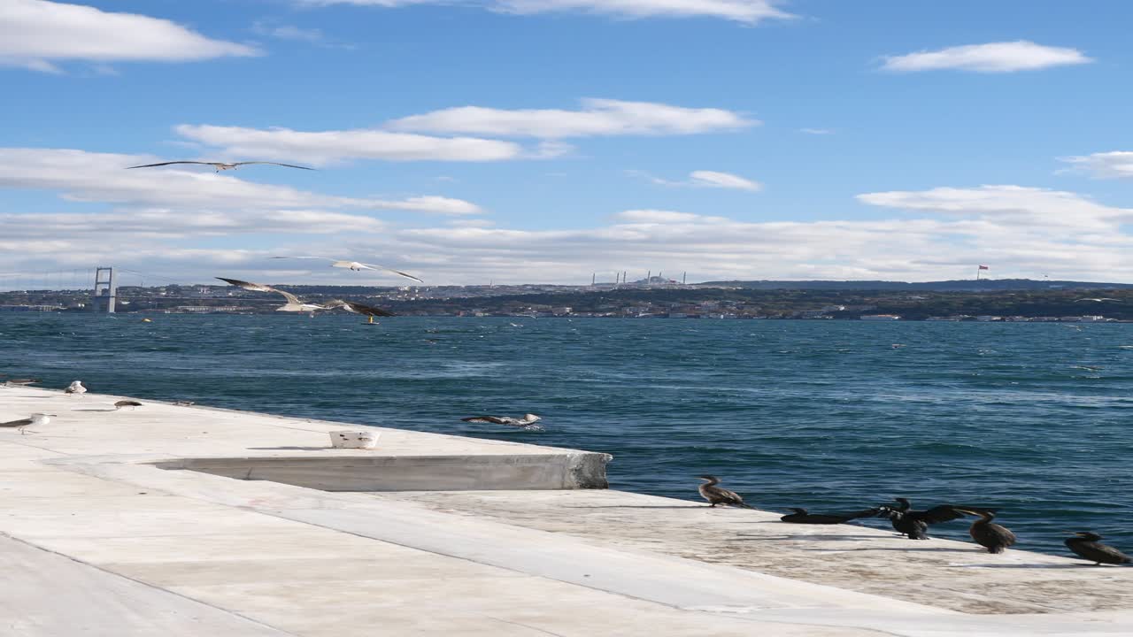 이스탄불 보스포루스 바다 풍경과 새들