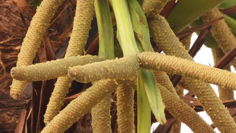 palmyra tree flowers . fruit