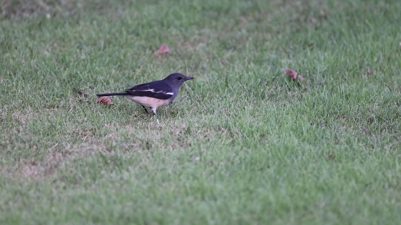 잔디 에서 새 가 점프 하고 르는 것