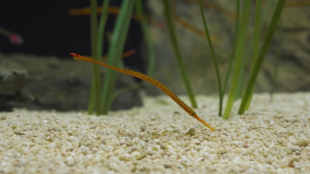Single slender banded pipefish hovers just above small gravel substrate near vibrant green aquatic plants in brightly lit Aqua Planet Gwanggyo aquarium tank
