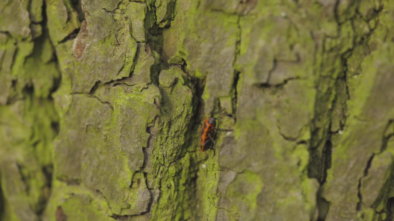 European Firebug Crawling On The Tree Bark With Moss In Poland - close up pedestal shot