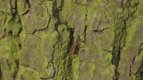 european firebug crawling on the tree bark with moss in poland - close up pedestal shot