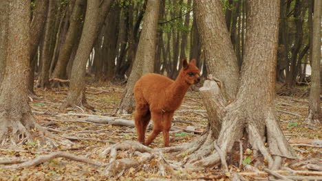 bebé alpaca en un bosque