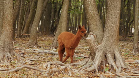 baby alpaca in a forest