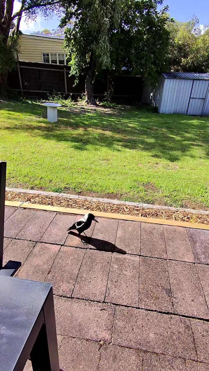 Australian magpie walks across sunny backyard patio toward outstretched human hand, handheld camera static