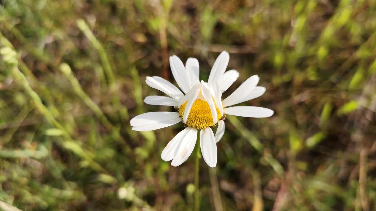 flor de leucanthemum vulgare en flor