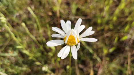 blooming leucanthemum vulgare flower