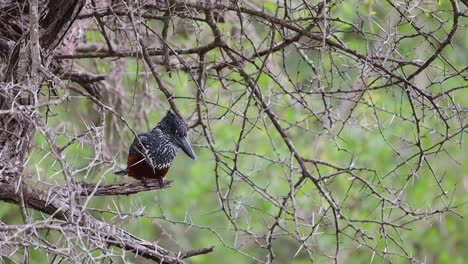 Female giant kingfisher Megaceryle maxima perched in acacia tree, telephoto