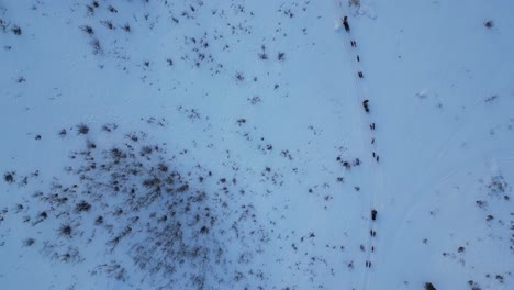 Drone-shot-Group-of-Dog-sled-in-Tromso-Norway-during-winter-in-the-morning