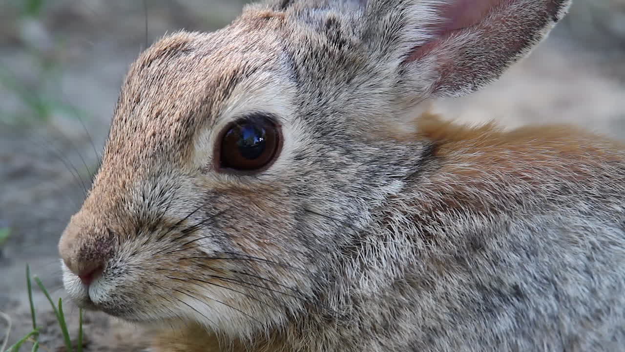 완전한 프레임 클로즈업 매크로 귀여운 cottontail 토끼 얼굴 흔들리는 코