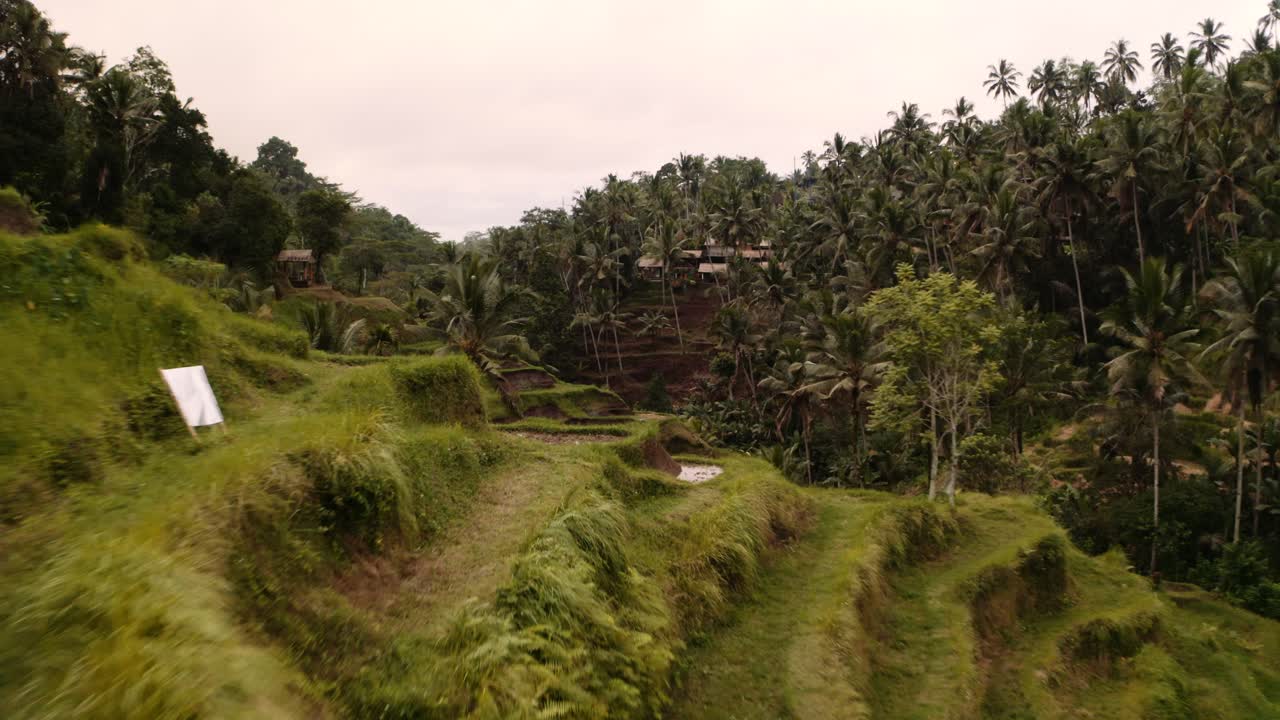 Drone flight over lush jungle with terraced rice paddies; Ubud, Bali