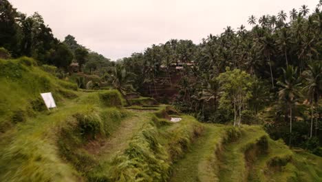 drone flight over lush jungle with terraced rice paddies; ubud, bali