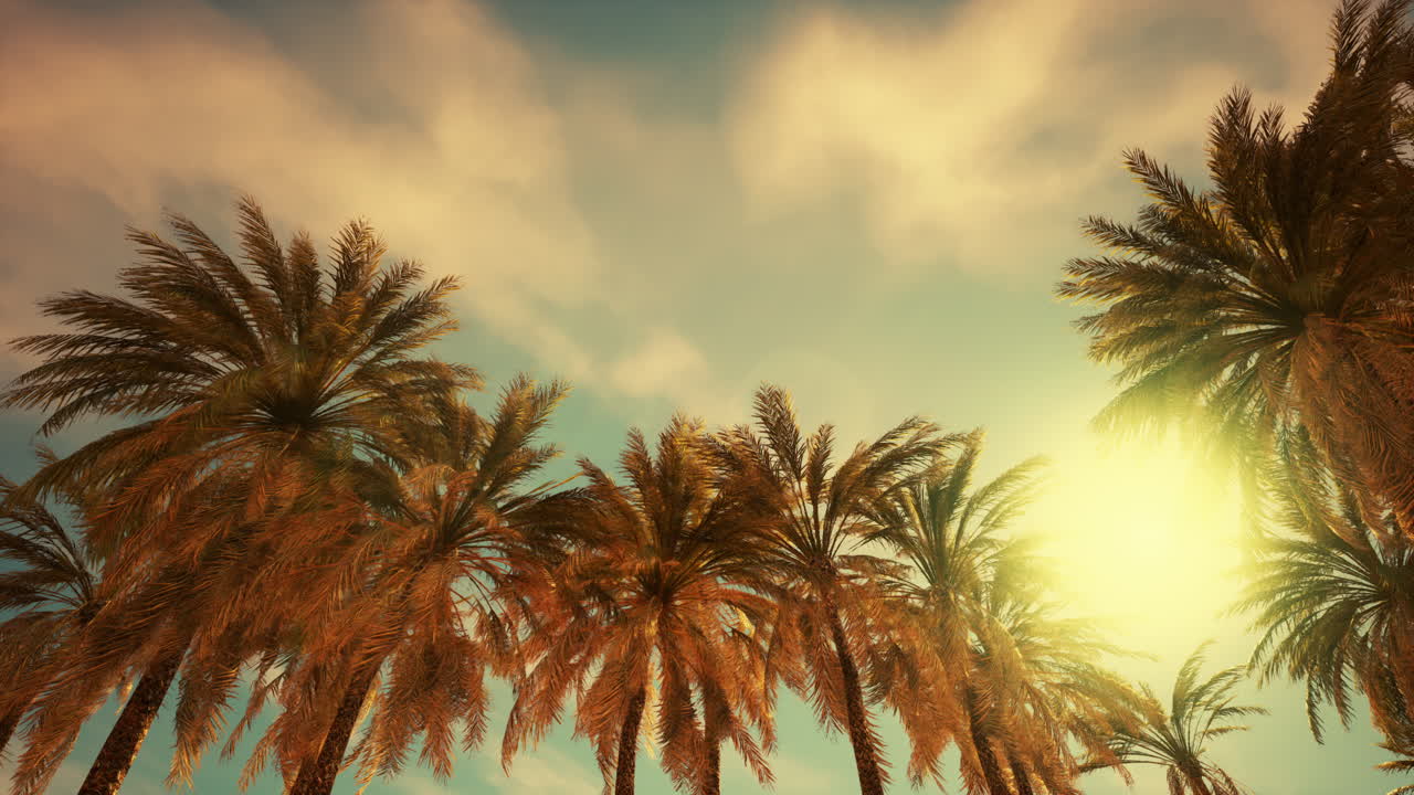 Palm Trees at Sunset