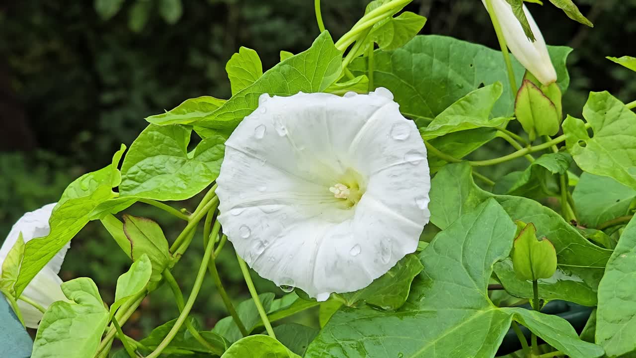 Wet wild bindweed (Calystegia sepium) blooming on garden hedge