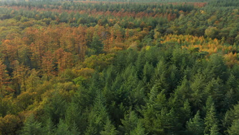 Denso-Bosque-Elevado-Con-Follaje-Otoñal-En-El-Parque-Nacional-Soesterduinen-En-Países-Bajos