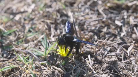 Nahaufnahme-Einer-Polylektischen,-Häufig-Vorkommenden-Europäischen-Art,-Der-Violetten-Zimmermannsbiene,-Xylocopa-Violacea,-Die-Mit-Ihrem-Nahrungshabitat-Die-Bestäubung-Der-Blüten-Erleichtert