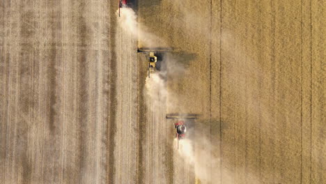 Three-Combines-Harvesting-Rows-Of-Cut-Canola-During-Summer-In-Canada