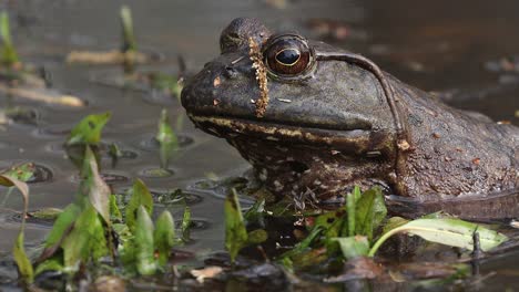 Close-up-of-an-American-bullfrog-in-a-swamp-setting-with-vegetation-with-a-spider-and-mosquito-nearby