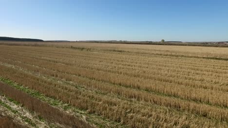 harvested field under a clear sky