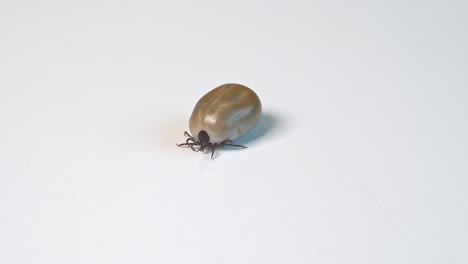 Tick-parasite-full-of-blood-from-host-is-trying-to-crawl-on-a-white-laboratory-surface---Closeup-of-Mite-insect