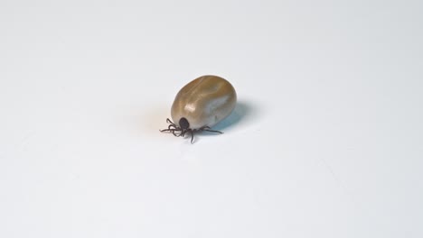 el parásito de la garrapata lleno de sangre del huésped está tratando de arrastrarse por una superficie de laboratorio blanca - primer plano del insecto ácaros