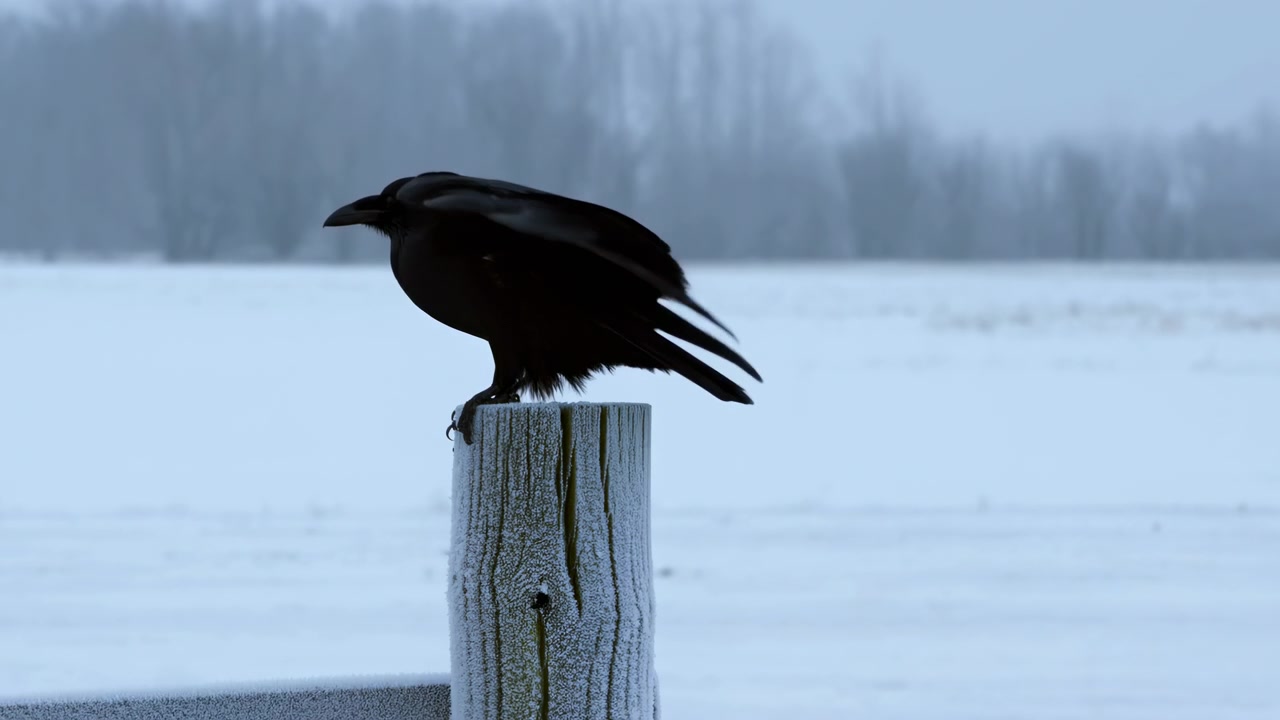 Kraai zittend op ijzige paal aan het meer, somber blauw winterlicht, langzame vleugelslagen, verre boomgrens, bevroren.