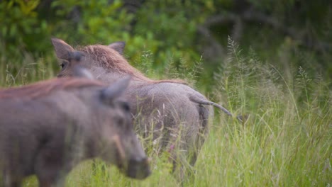 African-Warthogs-wagging-tails,-walking-in-tall-green-savannah-grass