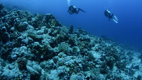 underwater coral reef with scuba divers