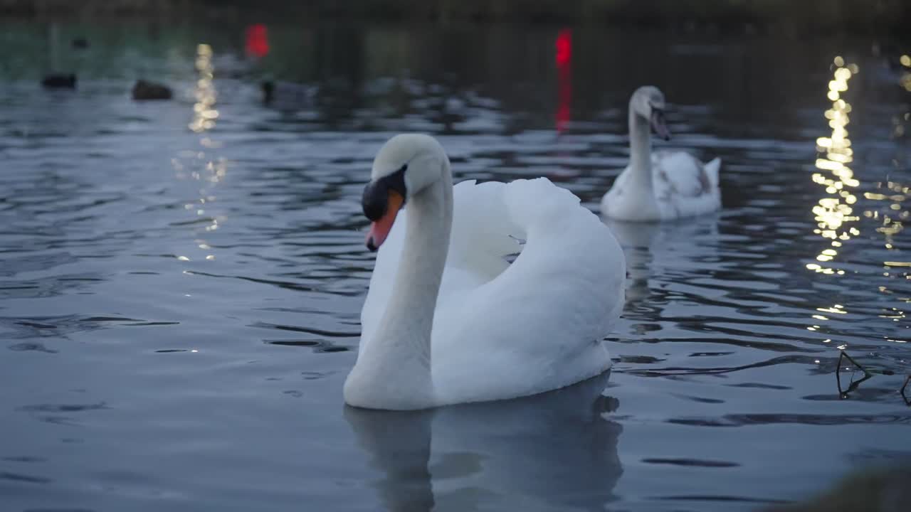 Water bird species paddling, graceful, elegant Swan, rippling pond
