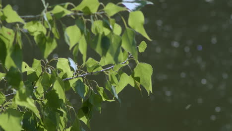 A-branch-with-green-leaves-sways-peacefully-over-the-shimmering-river