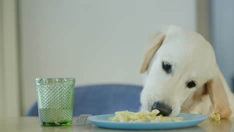 el golden retriever comiendo pasta.
