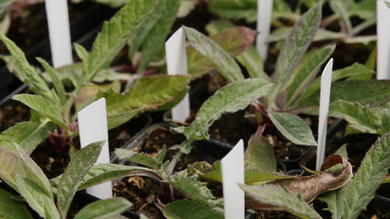 Slow motion footage of a bunch of cute plants that are in a greenhouse ready for a sale.