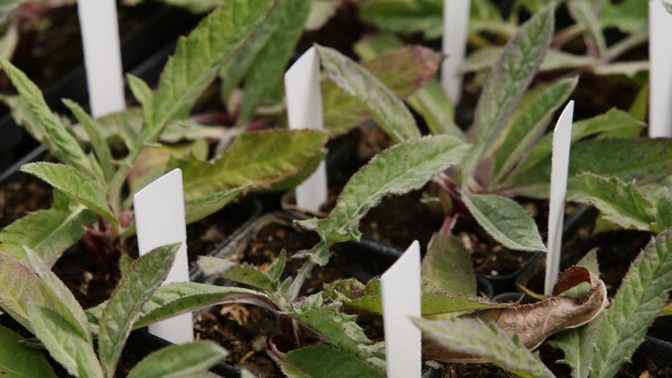 Slow motion footage of a bunch of cute plants that are in a greenhouse ready for a sale.