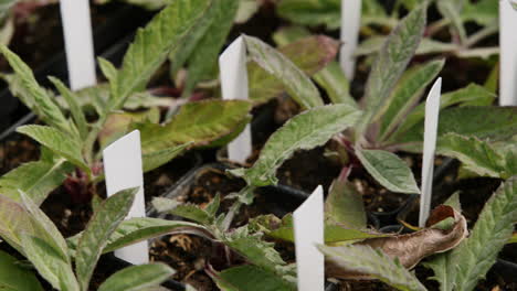 slow motion footage of a bunch of cute plants that are in a greenhouse ready for a sale.