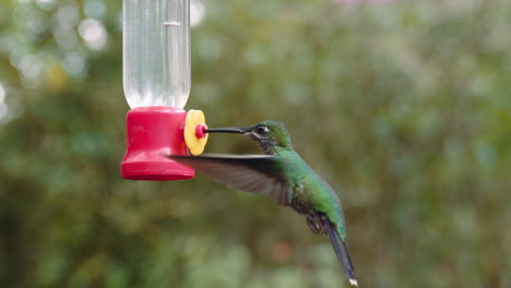 hummingbird feeding on a feeder in mindo ecuador gardens