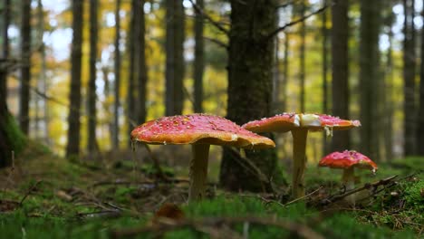 toadstool in peaceful colorful dreamy forest on moss