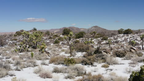 Drohnen-Luftlandschaft-Aus-Granithügeln,-Joshua-Bäumen,-Pflanzen,-Trockene-Wüstenumgebung,-Wald,-Natur,-Vegetation,-Nationalpark,-Kalifornien,-Amerika