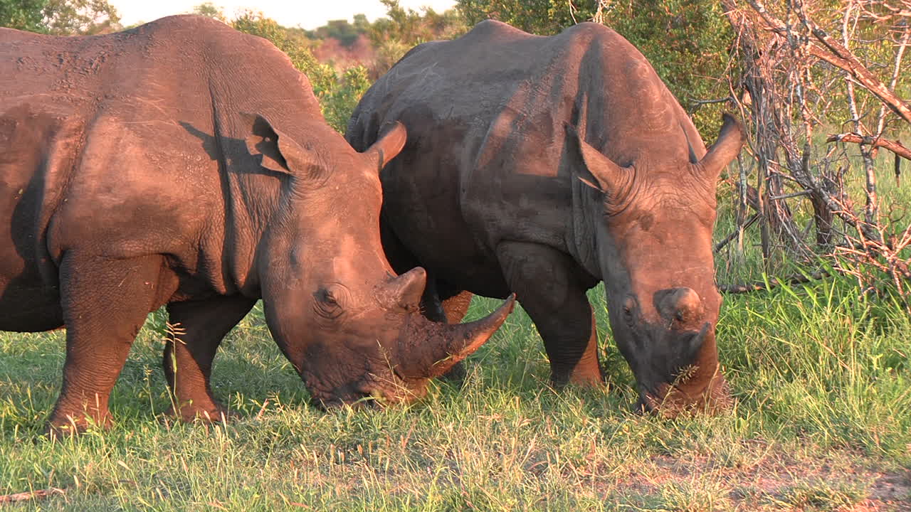 황금 아프리카 태양 아래 방목하는 흰 코뿔소의 중간 샷