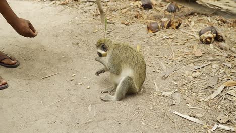 un singe sabaeus est nourri d'arachides par des touristes en gambie, en afrique de l'ouest.