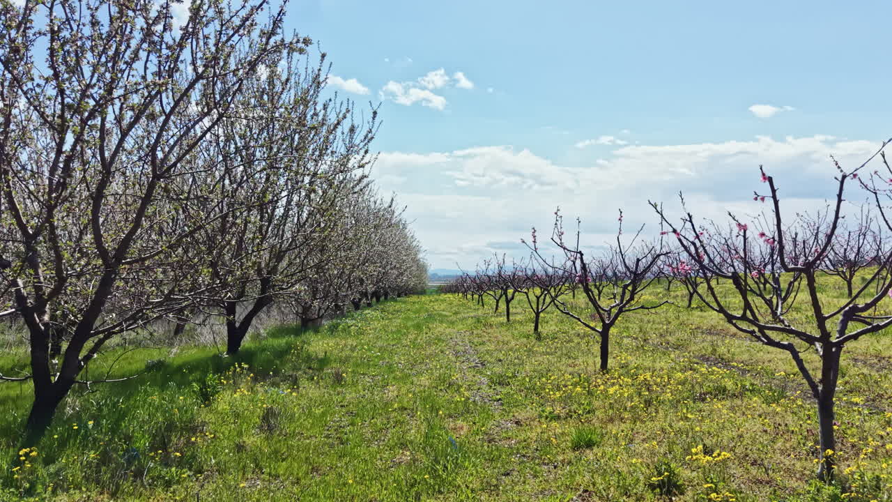 Alberi in fiore in un frutteto sotto un cielo blu durante la primavera.