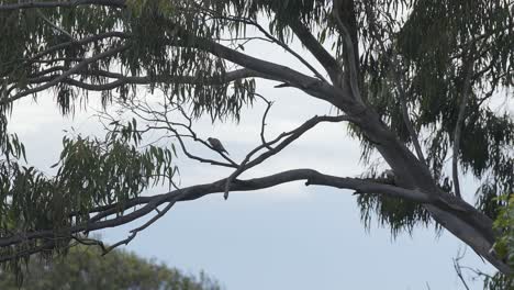 Indischer-Myna-Sitzt-Ruhig-Auf-Einem-Ast-Eines-Sydney-Baumes