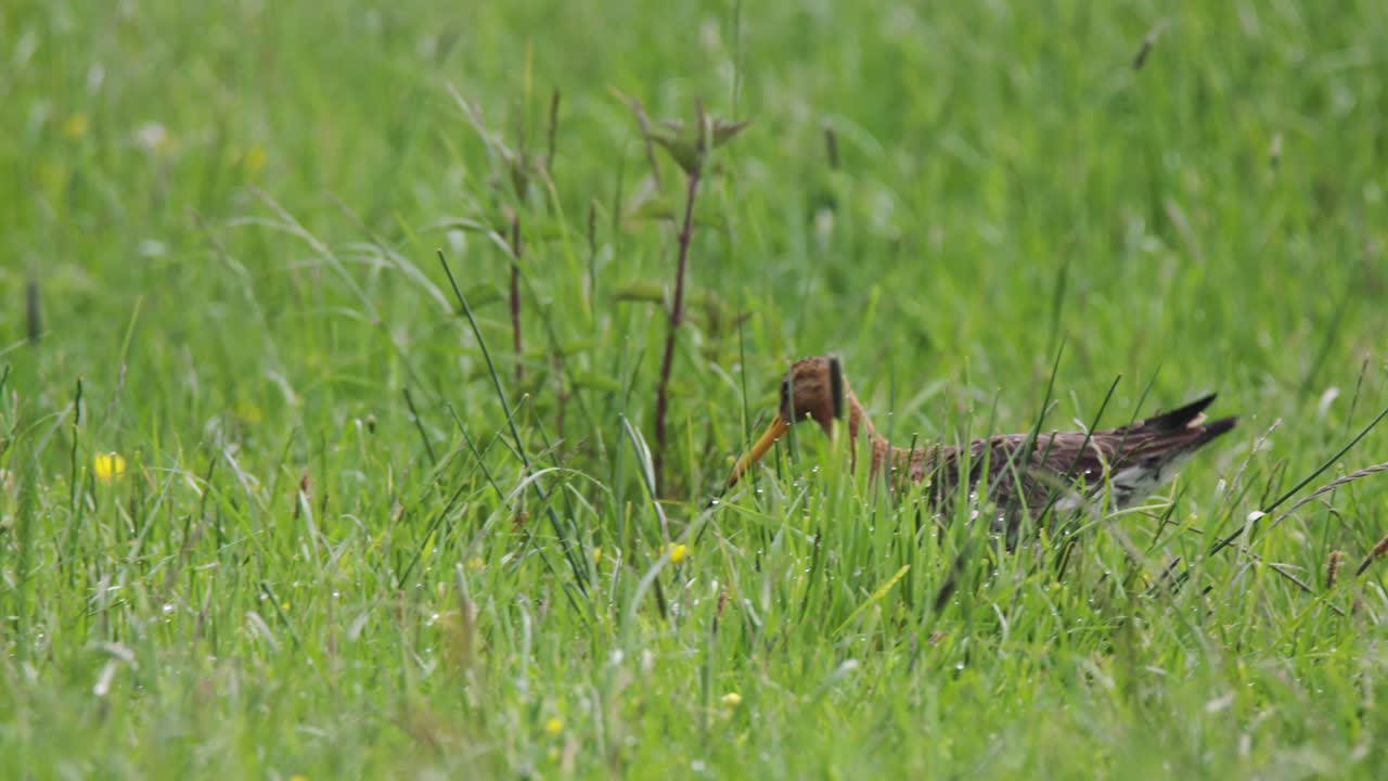잔디 에 있는 새